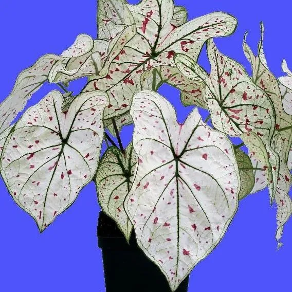 thumbnail for publication: 'Cranberry Star' Caladium